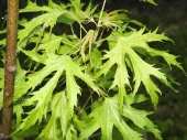 Acer saccharinum 'Laciniatum Wieri' 